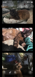 Lost Female Cat last seen 31904, she was stolen and taken near Jordan highschool. They kept her inside, now apparently she’s just running around outside, Columbus, GA 31903