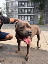 Reunited Male Dog last seen On the trails, New Haven, CT 06511