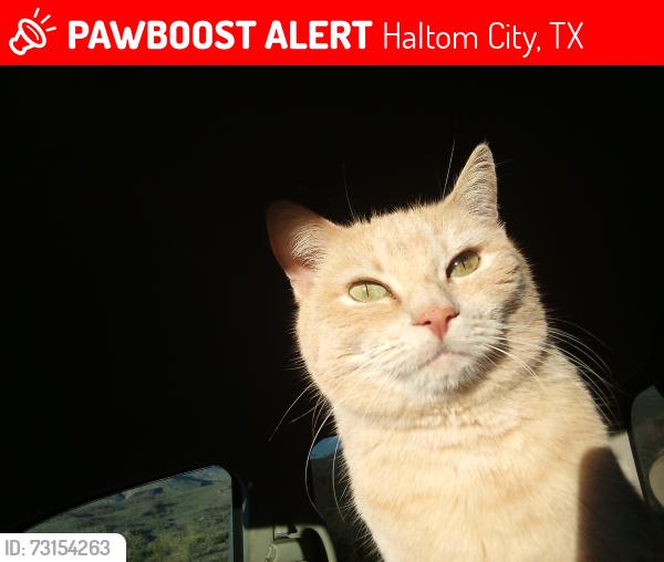 Lost Female Cat last seen Peoples Burial Park, Haltom City, TX 76117