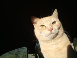 Lost Female Cat last seen Peoples Burial Park, Haltom City, TX 76117