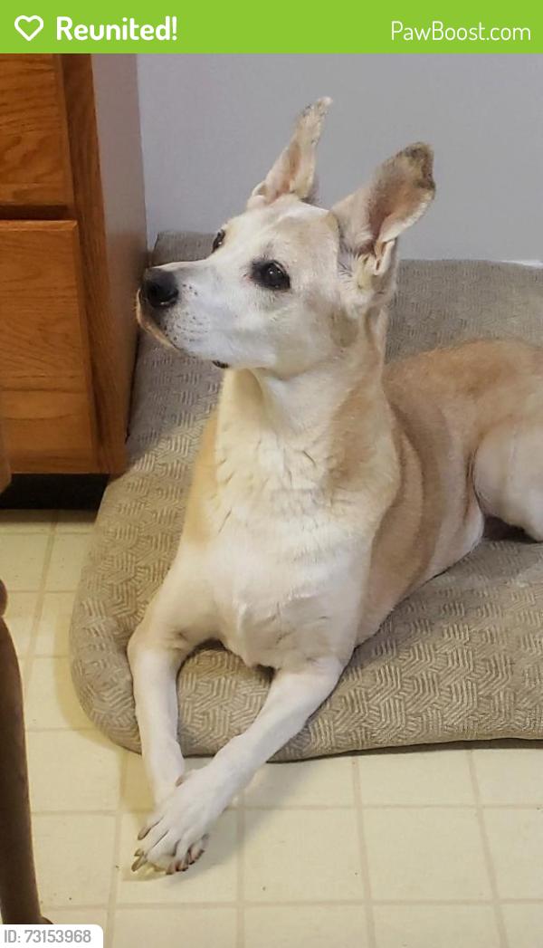 Reunited Female Dog last seen River Rd, Muskoff, Fairfield, OH 45014