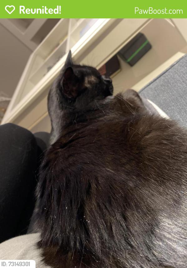 Reunited Female Cat last seen Pinegrove and Fourth Line, Oakville, ON 