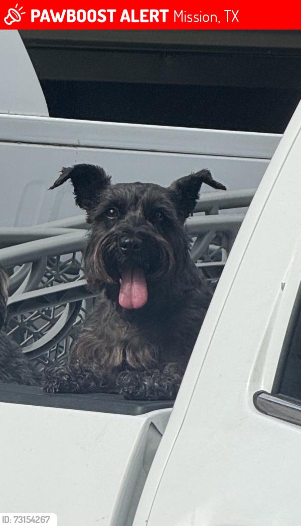Lost Female Dog last seen Moorefield rd mission tx, Mission, TX 78574
