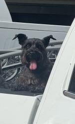 Lost Female Dog last seen Moorefield rd mission tx, Mission, TX 78574