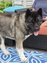 Found/Stray Unknown Dog last seen Near Highland Crescent Sherwood Park, Sherwood Park, AB T8A 5N8