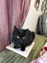 Lost Male Cat last seen The atnt tower, South Kingstown, RI 02813