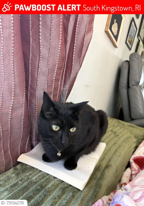 Lost Male Cat last seen The atnt tower, South Kingstown, RI 02813
