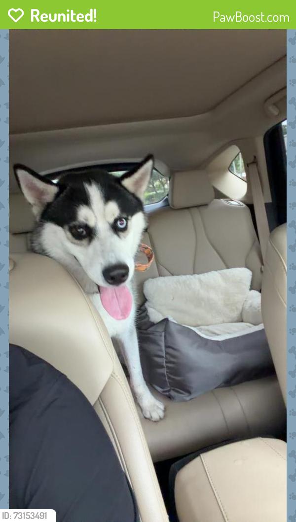 Reunited Male Dog last seen Sorbet in Winston park, Coconut Creek, FL 33073