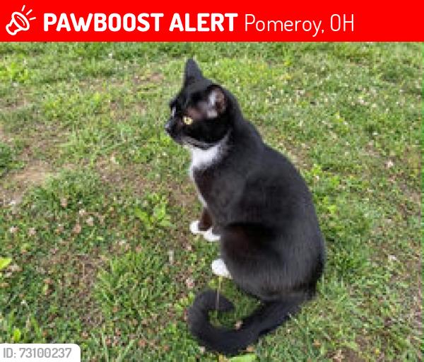 Lost Male Cat last seen Ohio Valley Animal Clinic in Pomeroy Ohio, Pomeroy, OH 45769