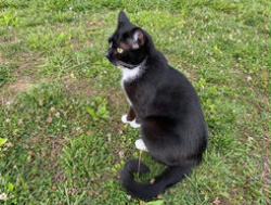 Lost Male Cat last seen Ohio Valley Animal Clinic in Pomeroy Ohio, Pomeroy, OH 45769