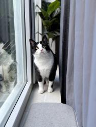 Lost Male Cat last seen Crestmont Drive SLO, San Luis Obispo, CA 93401