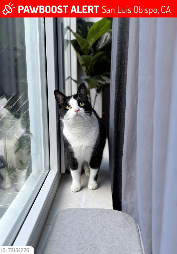 Lost Male Cat last seen Crestmont Drive SLO, San Luis Obispo, CA 93401