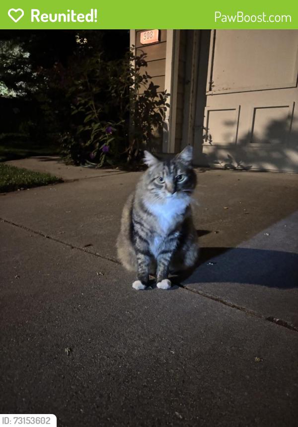Reunited Unknown Cat last seen Horgan Ave, Redwood City, CA 94061, USA, Redwood City, CA 94061
