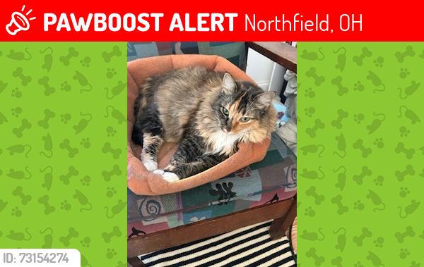 Lost Female Cat last seen Brinmore & Lynnview, Northfield, OH 44067