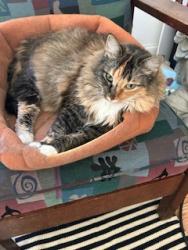 Lost Female Cat last seen Brinmore & Lynnview, Northfield, OH 44067