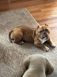 Reunited Female Dog last seen New market rd dunellen nj, Dunellen, NJ 07063