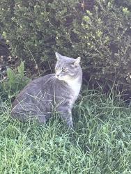 Found/Stray Unknown Cat last seen 113th St and Penrose, Olathe, KS 66061