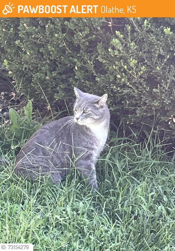 Found/Stray Unknown Cat last seen 113th St and Penrose, Olathe, KS 66061