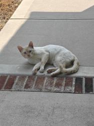 Found/Stray Unknown Cat last seen Corner of S Baker St and E Allen St, Four Oaks, NC 27524