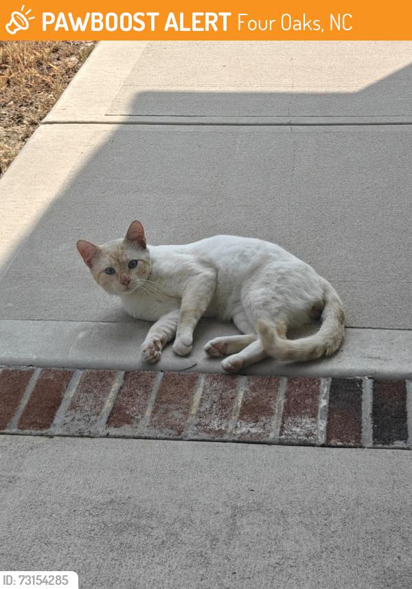 Found/Stray Unknown Cat last seen Corner of S Baker St and E Allen St, Four Oaks, NC 27524