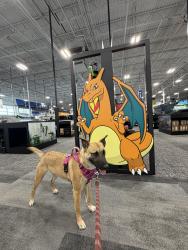 Reunited Female Dog last seen Near Drew Ln, Lemon Grove, CA 91945, USA, Lemon Grove, CA 91945