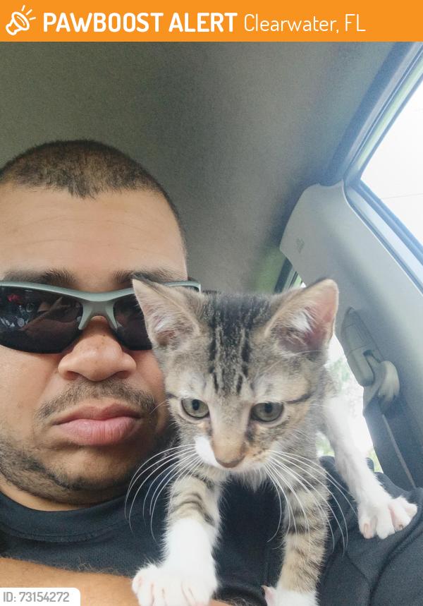 Found/Stray Male Cat last seen Palm bluff or engman St or bidwell st, Clearwater, FL 33755