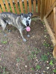 Reunited Male Dog last seen Glenn Hilton Park, Hickory, NC 28601