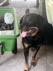 Reunited Male Dog last seen Near River Rd, Lumberton, NC 28360, USA, Lumberton, NC 28360