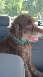 Found/Stray Female Dog last seen 38th St/ Emerson, Indianapolis, IN 46218