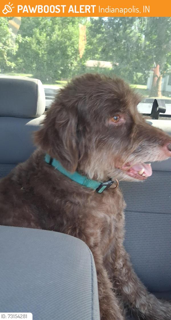 Found/Stray Female Dog last seen 38th St/ Emerson, Indianapolis, IN 46218