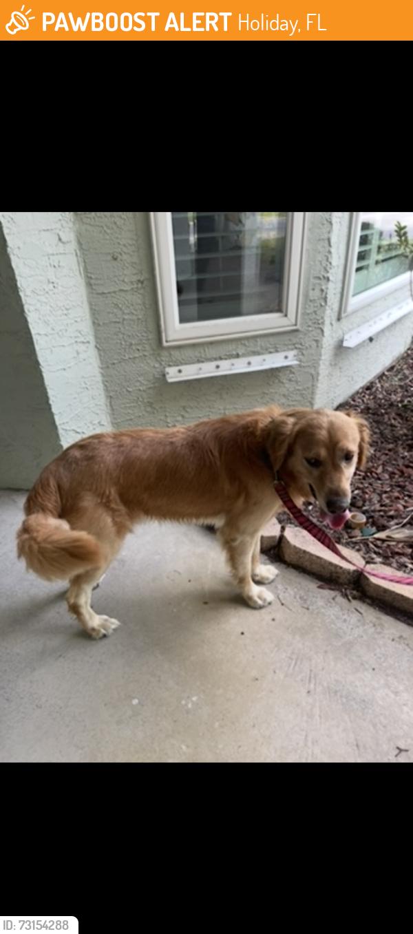 Found/Stray Male Dog last seen Auld lane and Bahia ave, Holiday, FL 34690