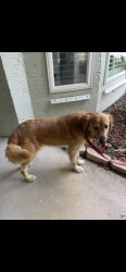 Found/Stray Male Dog last seen Auld lane and Bahia ave, Holiday, FL 34690