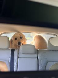 Reunited Female Dog last seen Near rogers road McDonough ga 30252, McDonough, GA 30252