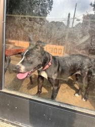 Reunited Female Dog last seen Near highway, Wilson, NC 27893