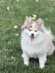 Reunited Female Dog last seen Near E Inglewood St, Mesa, AZ 85205, Mesa, AZ 85205