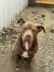Reunited Male Dog last seen SW 33rd St, Oklahoma City, OK, USA, Oklahoma City, OK 73108