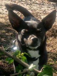 Reunited Unknown Dog last seen Meade St. /Florida Ave, Appleton, WI 54911