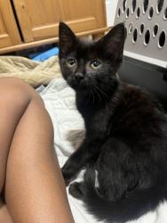 Shelter Stray Female Cat last seen Near Monford, 21205, MD, 301 Stockholm St, Baltimore, MD 21230, USA