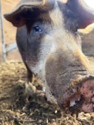 Shelter Stray Female Pig last seen Near PETTIT RD, 70714, LA, 2550 Gourrier Ave, Baton Rouge, LA 70820, USA