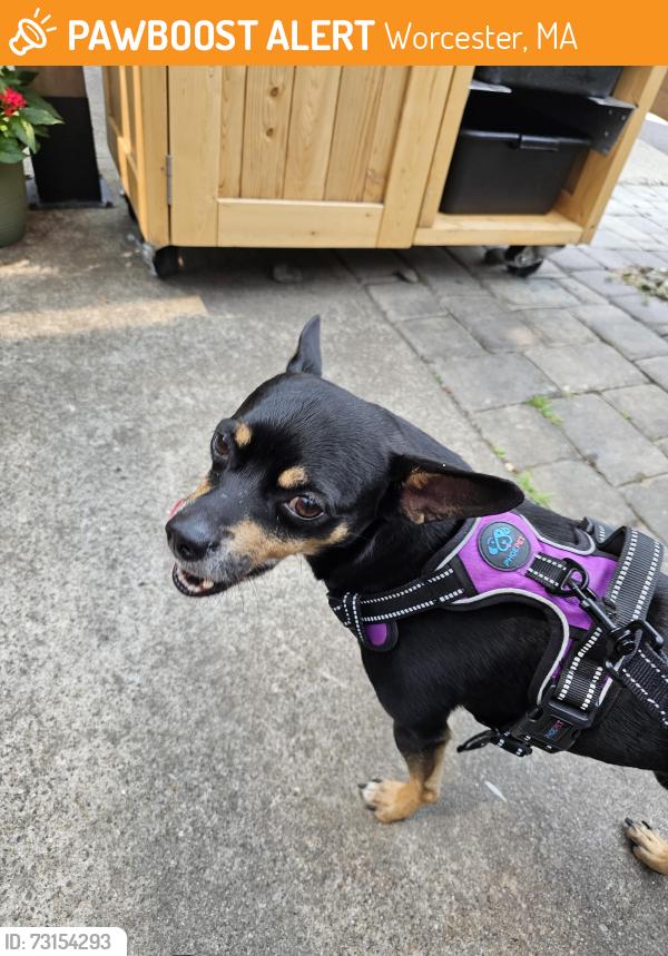 Found/Stray Male Dog last seen Main St. And Pleasant St., Worcester, MA 01606
