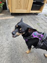 Found/Stray Male Dog last seen Main St. And Pleasant St., Worcester, MA 01606