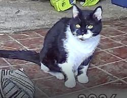 Found/Stray Unknown Cat last seen Pearl/Albion, Strongsville, OH 44149