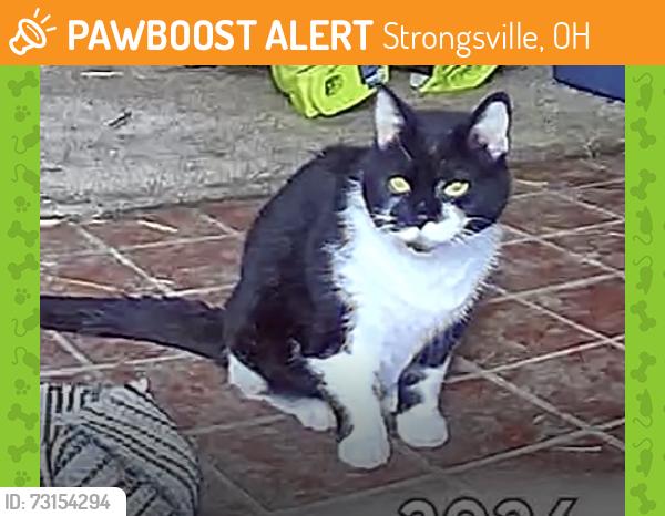 Found/Stray Unknown Cat last seen Pearl/Albion, Strongsville, OH 44149