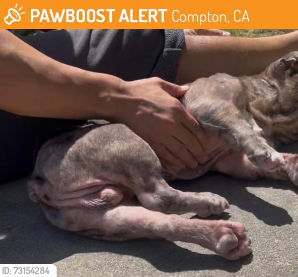 Found/Stray Male Dog last seen Compton, Ca, Compton, CA 90220
