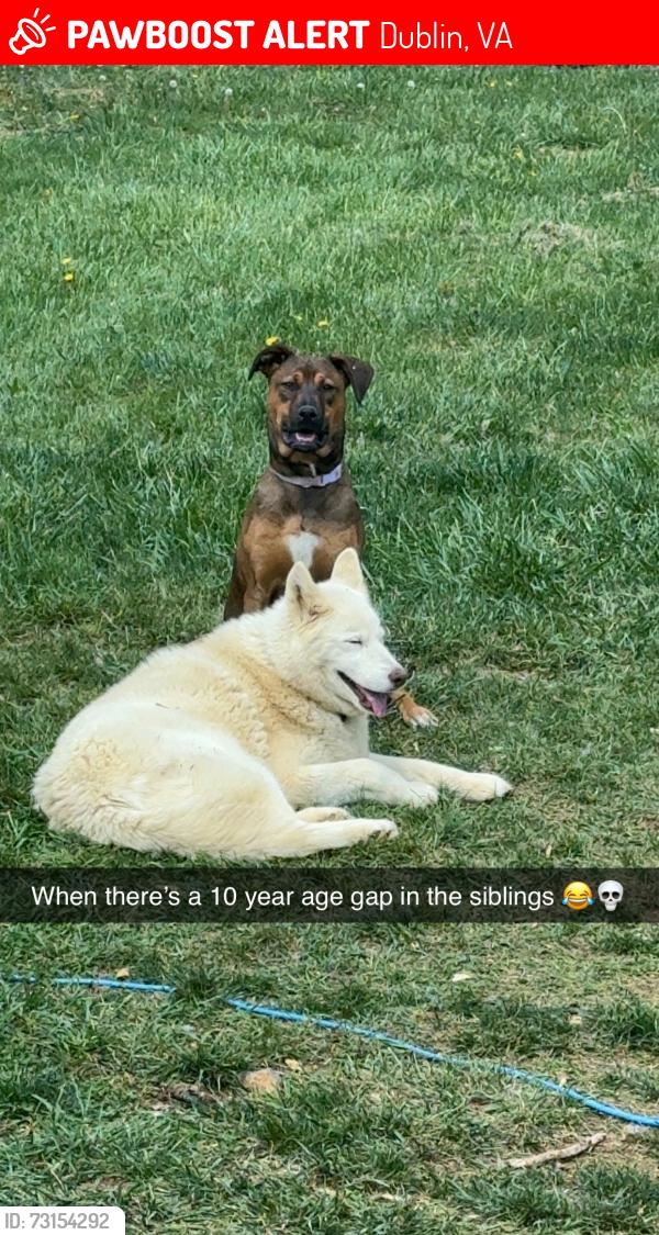 Lost Female Dog last seen Appleton drive, Dublin, VA 24084