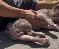 Found/Stray Male Dog last seen Compton, Ca, Compton, CA 90220