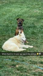 Lost Female Dog last seen Appleton drive, Dublin, VA 24084