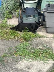 Found/Stray Male Cat last seen battelle blvd and w 7th ave, columbus, ohio, Columbus, OH 43201