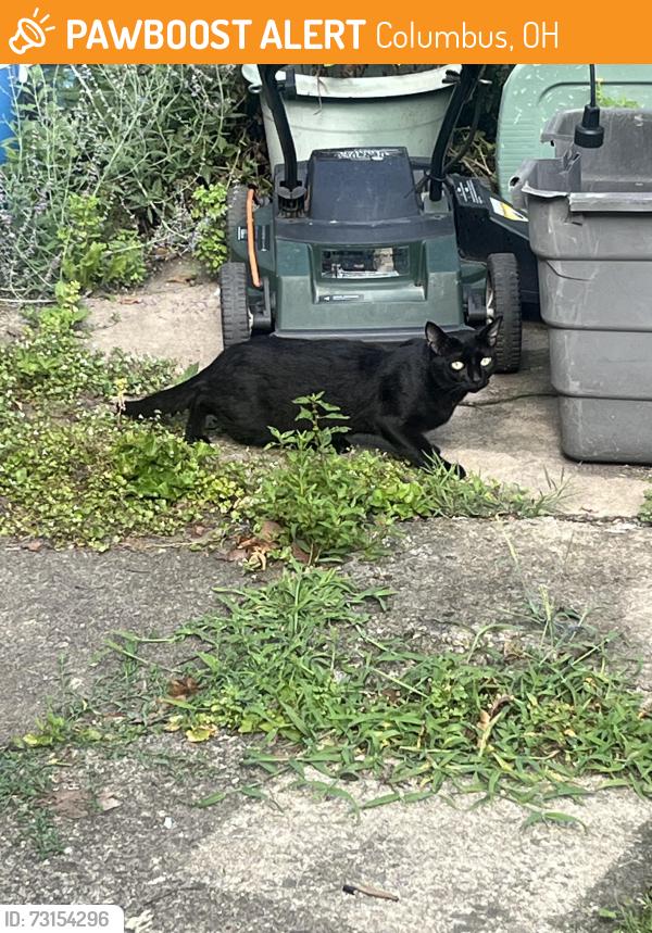 Found/Stray Male Cat last seen battelle blvd and w 7th ave, columbus, ohio, Columbus, OH 43201