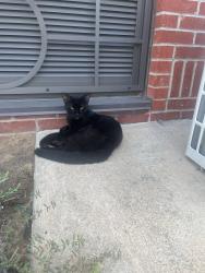 Found/Stray Male Cat last seen Holiday Inn Express, Memphis, TN 38125